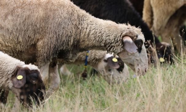 Pesta micilor rumegătoare bagă autoritățile în alertă