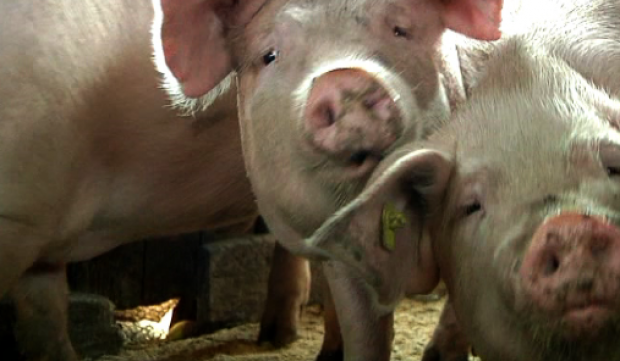 Alarmant! Suspiciune de pestă porcină africană tot în focarul de la Brăniștari