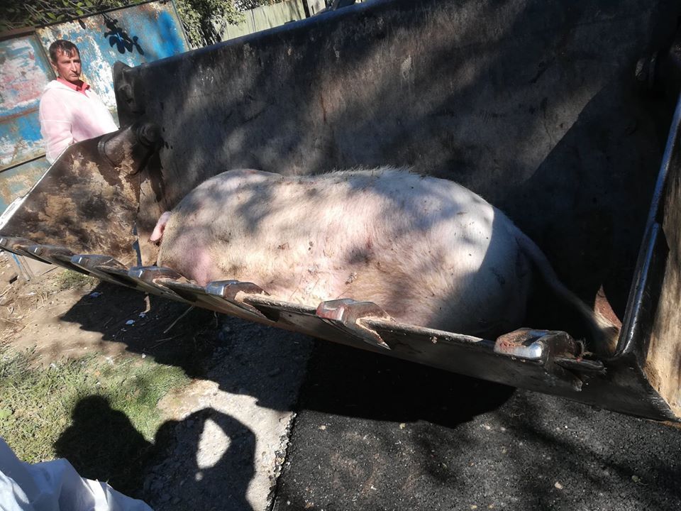 Unde vor fi îngropate animalele ce vor fi ucise la Comana