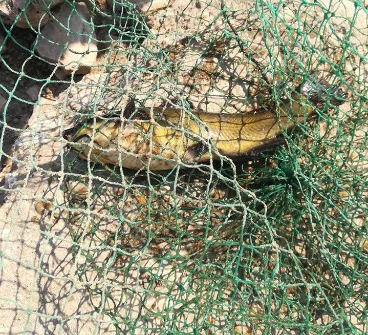 Pirahna de Giurgiu. Peștele care a invadat Dunărea   