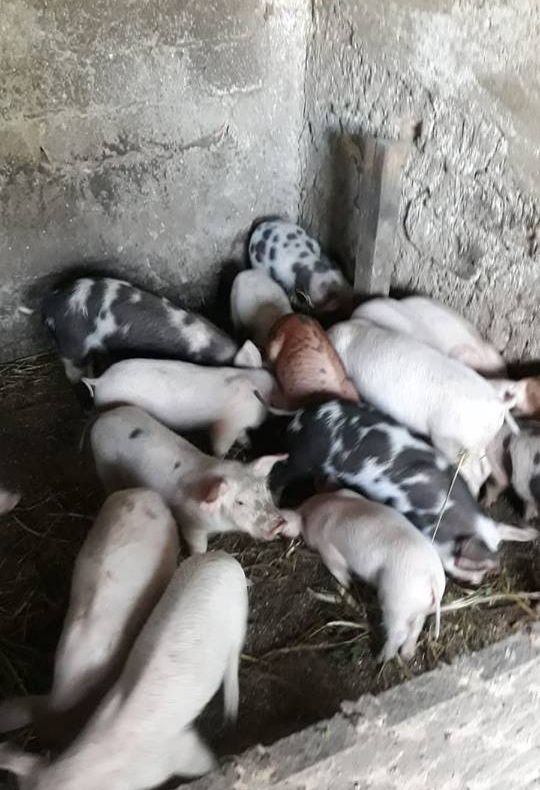 Pesta porcină se extinde. A fost confirmată în alte localităţi din județul Giurgiu