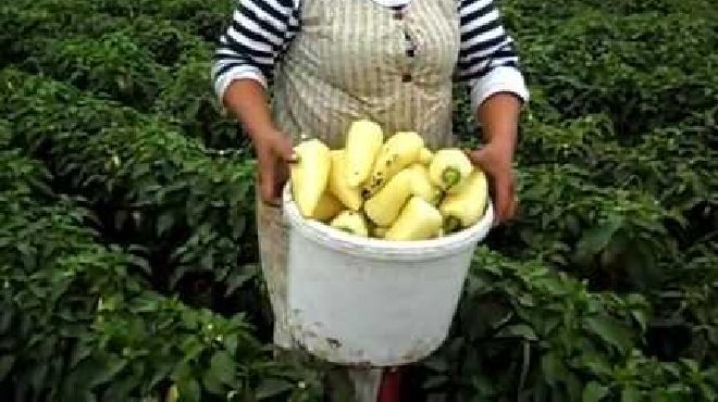 Locuri de muncă la cules ardei în Olanda.Salariul se încasează săptămânal