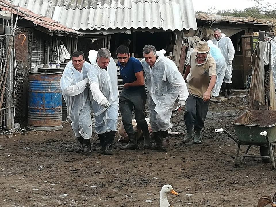 Dosare penale pentru extinderea epidemiei de pestă porcină în Mihai Bravu și Comana