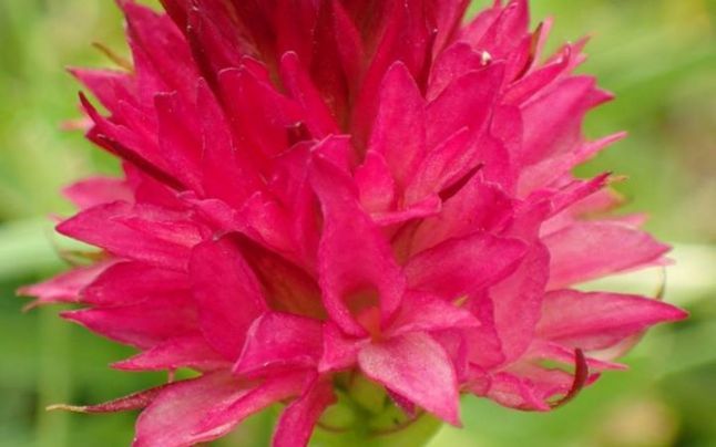 Circulația tirurilor prin Vama Giurgiu a fost oprită