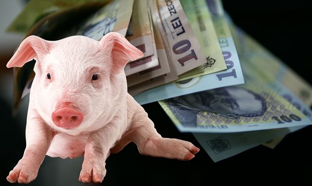Crescătorii de porci din Brăniștari, despăgubiri pentru porcii uciși din cauza pestei
