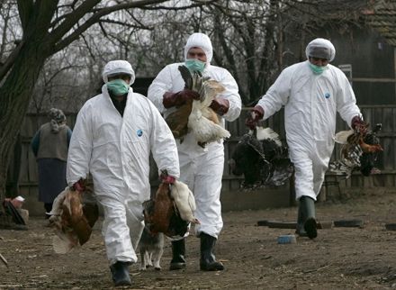 Alertă ANSVSA! Focare de gripă aviară descoperite în Bulgaria