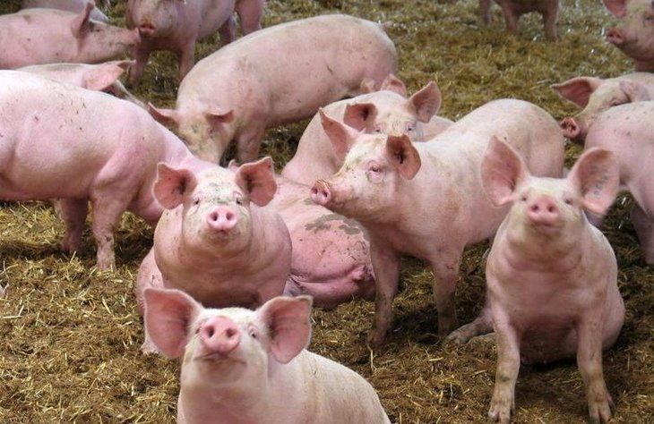  O nouă suspiciune de pestă porcină în județul Giurgiu. Dosar penal la Comana pentru extinderea epidemiei!