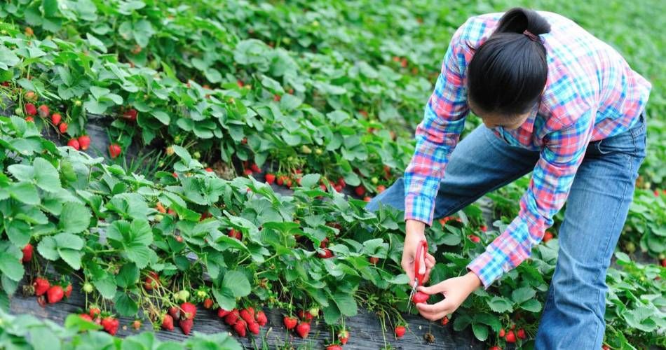 150 de noi locuri de muncă la cules fructe în Spania, pentru giurgiuveni