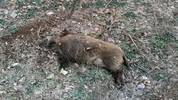 Un nou caz de pestă porcină la mistreți, în județul Giurgiu