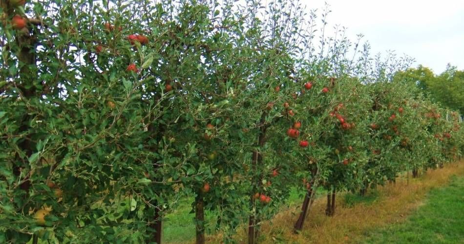 Fermierii giurgiuveni pot accesa bani europeni pentru înfiinţarea de livezi