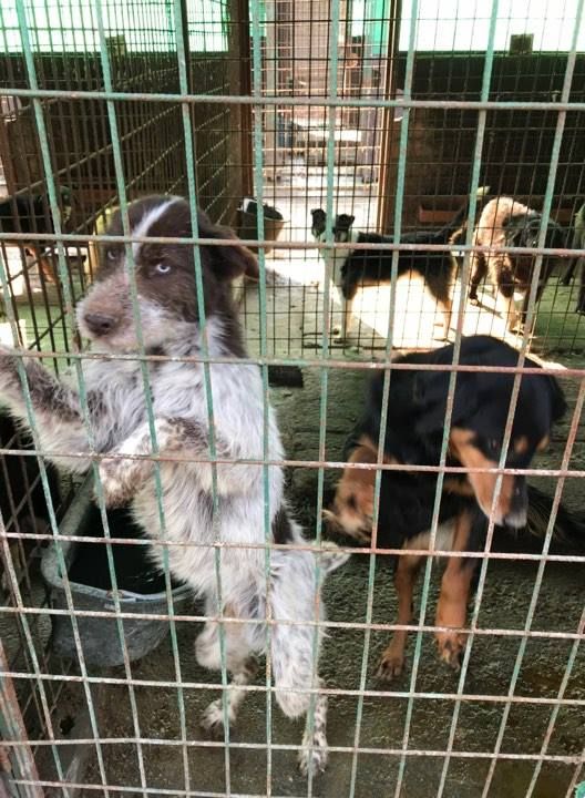 "Ia-mă acasă!" Sute de câini din adăpostul public așteaptă să fie adoptați