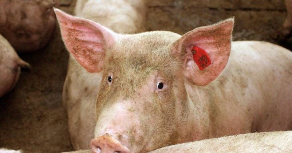 Fermierii giurgiuveni care cresc suine pentru purcei, susţinuţi