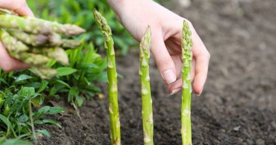 Ofertă de muncă. Olanda caută muncitori în agricultură, la cules sparanghel