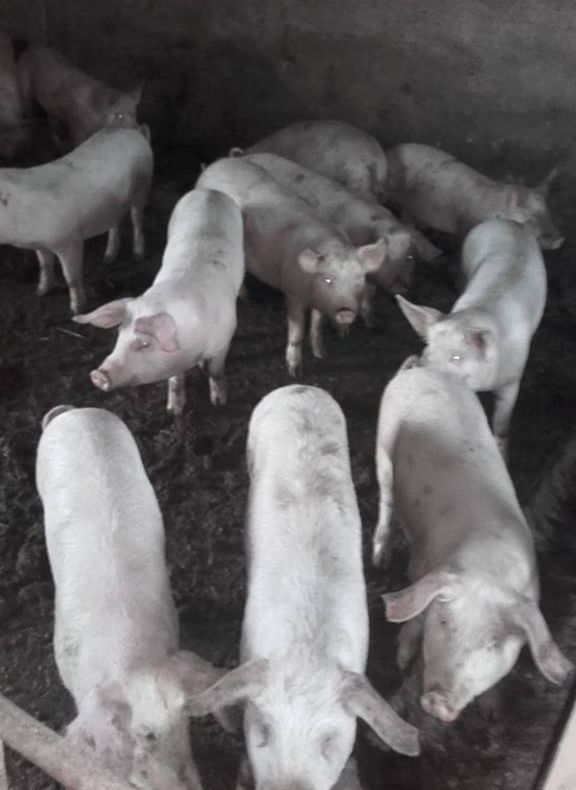 Locuitorii din zeci de localități din județul Giurgiu nu pot crește nici porci santinelă. De ce, citiți aici