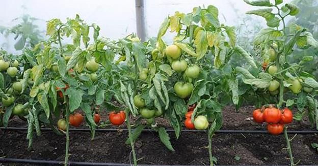 Cultivatorii de tomate din Giurgiu pot accesa și în acest an ajutorul de minimis