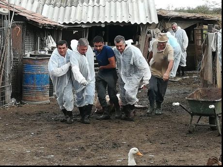Mii de porci uciși preventiv. Giurgiu, înconjurat de pesta porcină africană