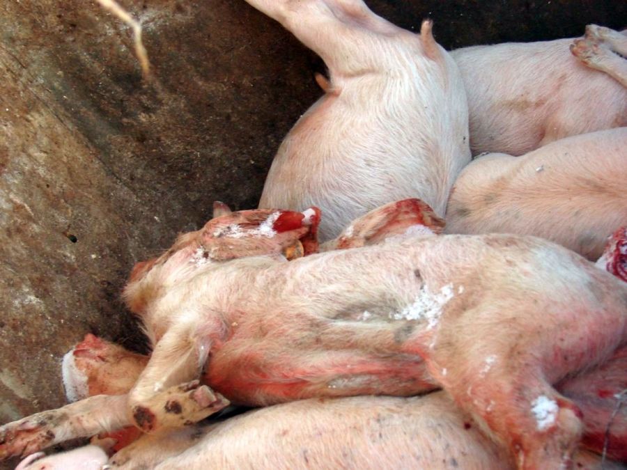 Un nou focar de pestă porcină africană în județul Giurgiu