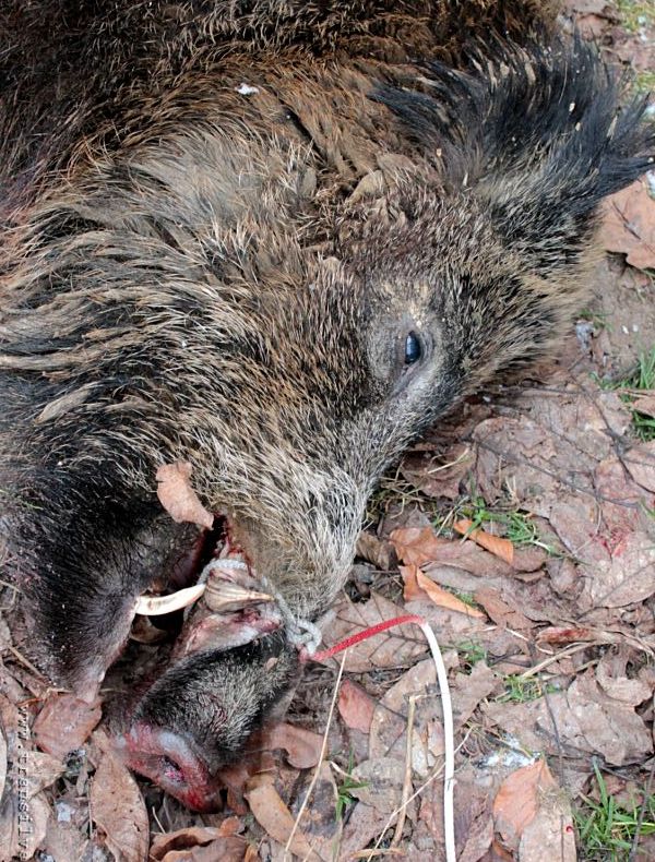 Pesta porcină africană se extinde pe fondurile de vânătoare din județul Giurgiu