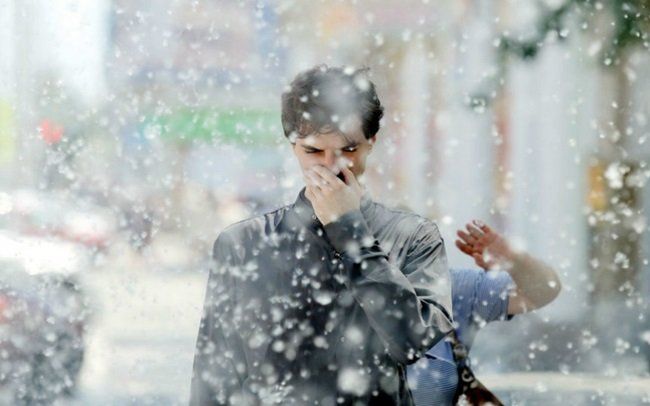 Giurgiuvenii, afectați de puful de la plopi. De ce refuză unii tăierea acestora