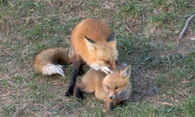 Invazie de vulpi în comuna Izvoarele. Ce vrea să facă primarul pentru combaterea animalelor sălbatice