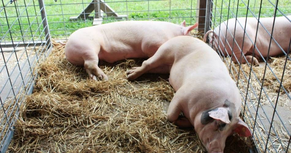 Fermierii giurgiuveni vor putea creşte în gospodării cel mult cinci porci