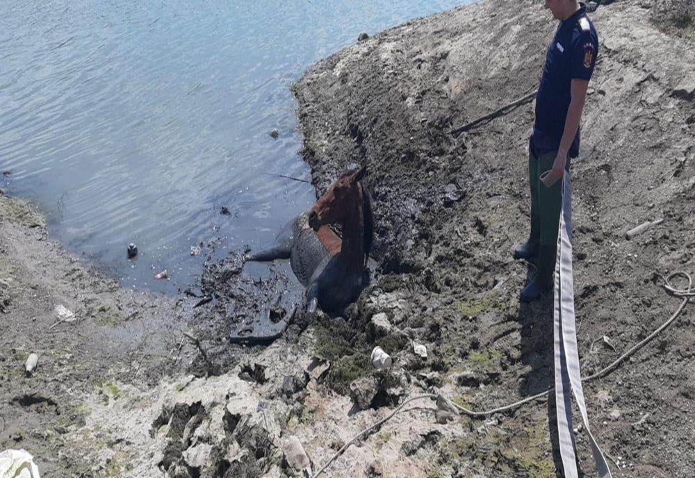 Pompierii intervin pentru salvarea unui cal blocat în  Canalul Plantelor