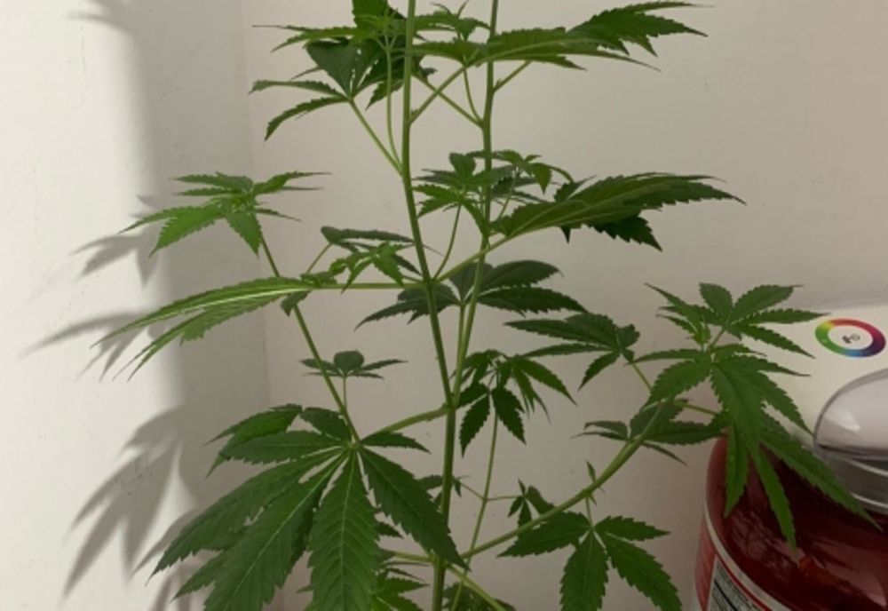 Percheziții la traficanți de droguri din patru județe, printre care și Giurgiu