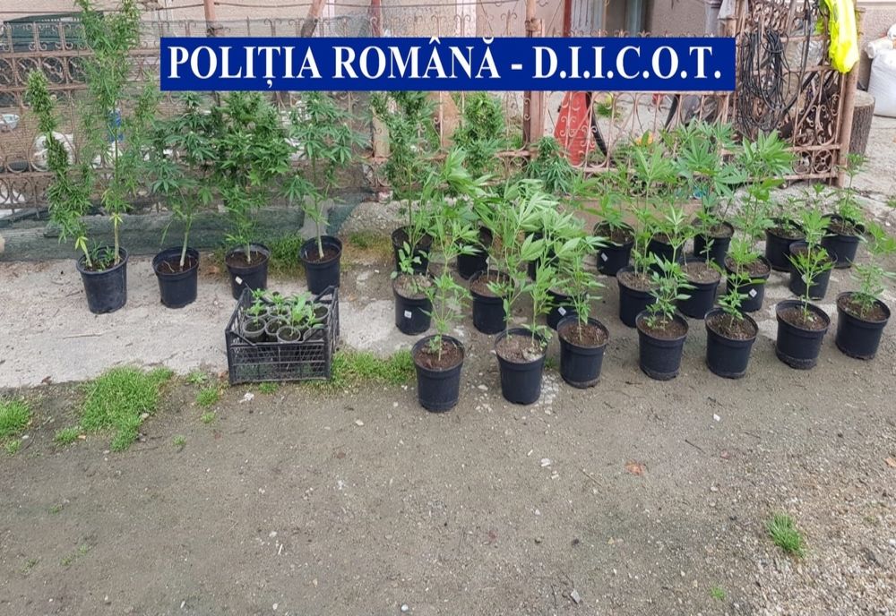 Tânăr reținut pentru trafic de droguri de risc și mare risc. Acesta înființase o cultură de cannabis