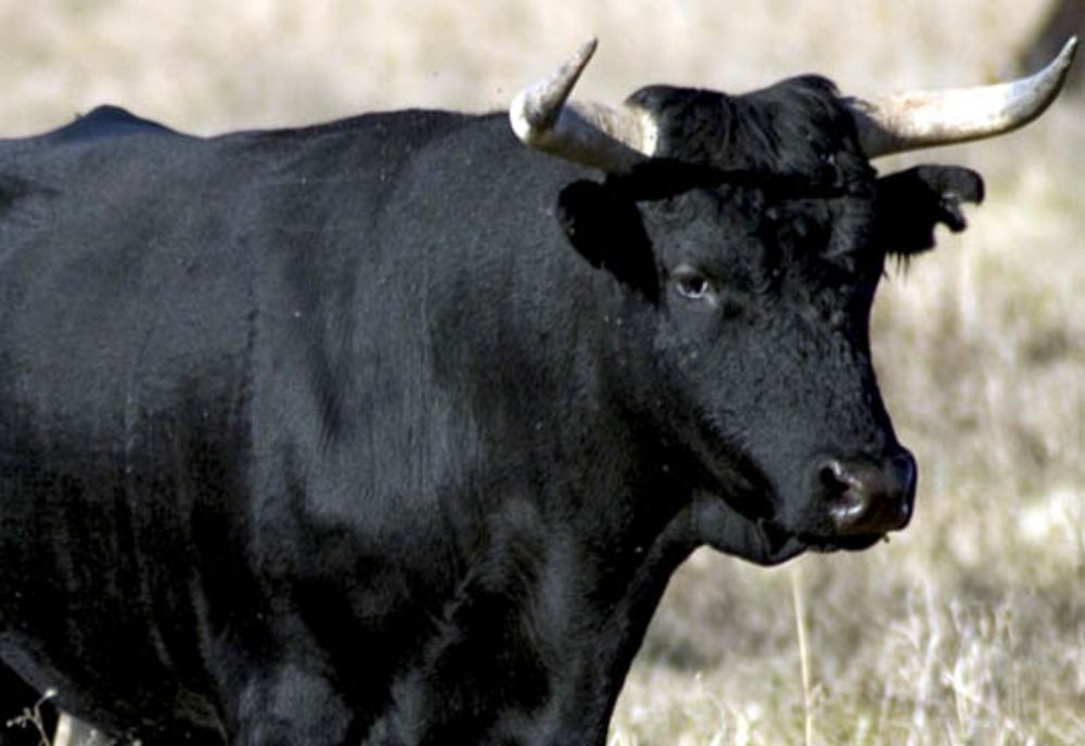 Fermier mort după ce a fost atacat de un taur