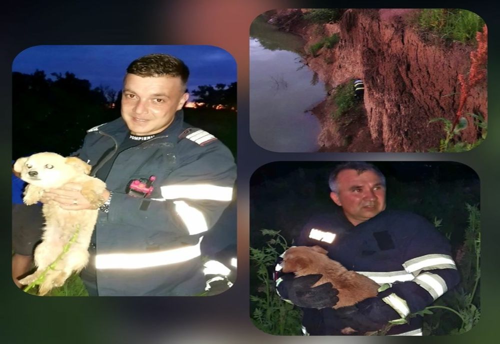 Giurgiu. Cățel căzut pe un mal al Argeșului, salvat de pompieri