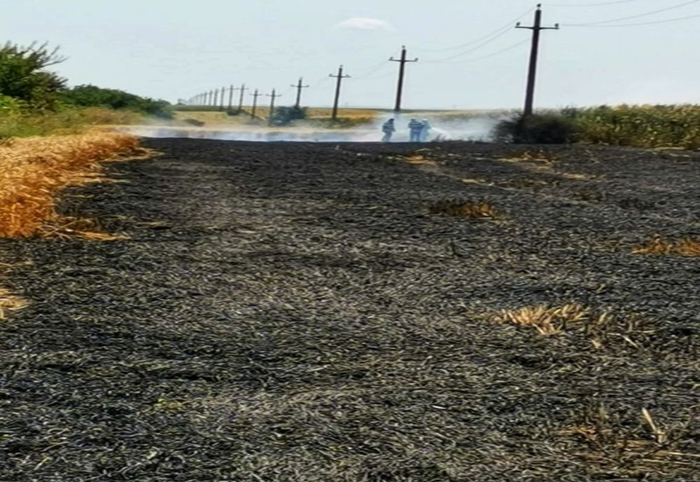 Incendiu violent la un lan de grâu din Bălănoaia