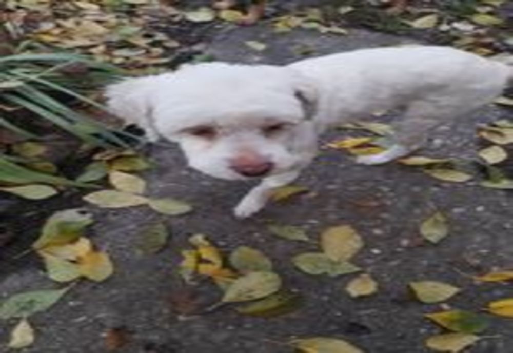 Găsit câine mascul, bichon, în zona Jandarmeriei Giurgiu