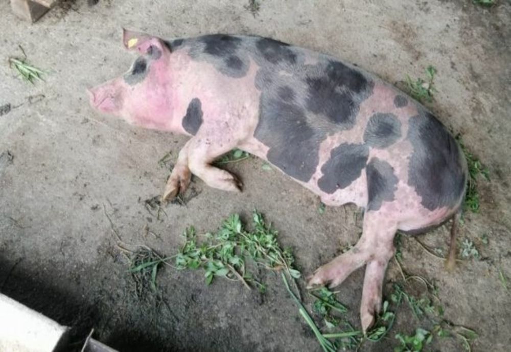 Două noi focare de pestă porcină africană în județul Giurgiu