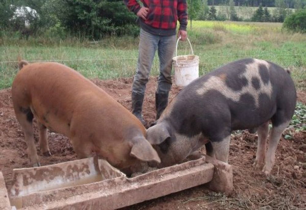 ANSVSA: Porcul crescut în gospodărie, carnea și produsele din carne de la acesta sunt interzise la comercializare