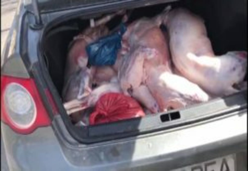 Comerțul ilegal cu porci, în vizorul inspectorilor sanitar-veterinari și al polițiștilor