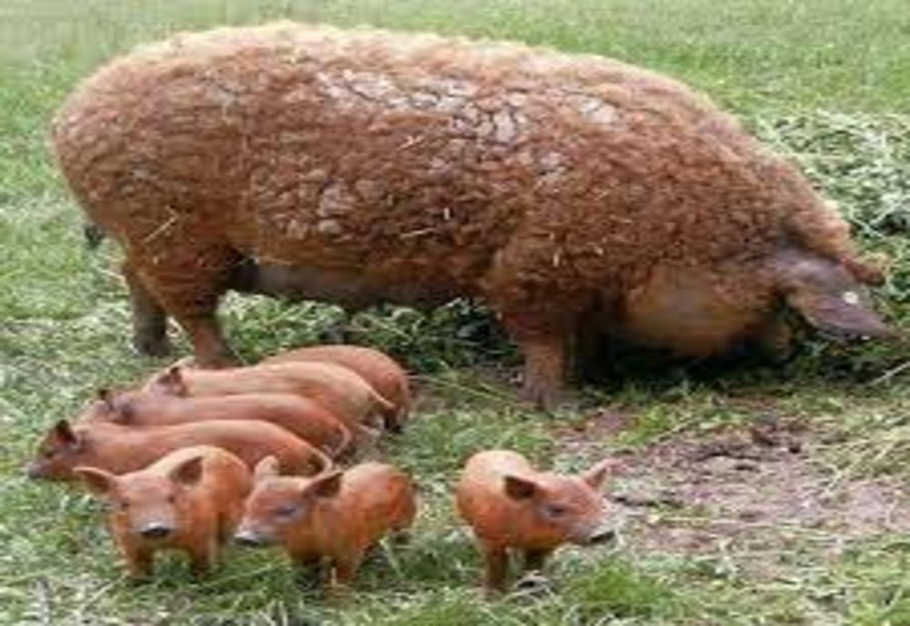 Proiect. Sprijin financiar de un milion de lei pentru crescătorii de porci din rasele Bazna şi Mangaliţa