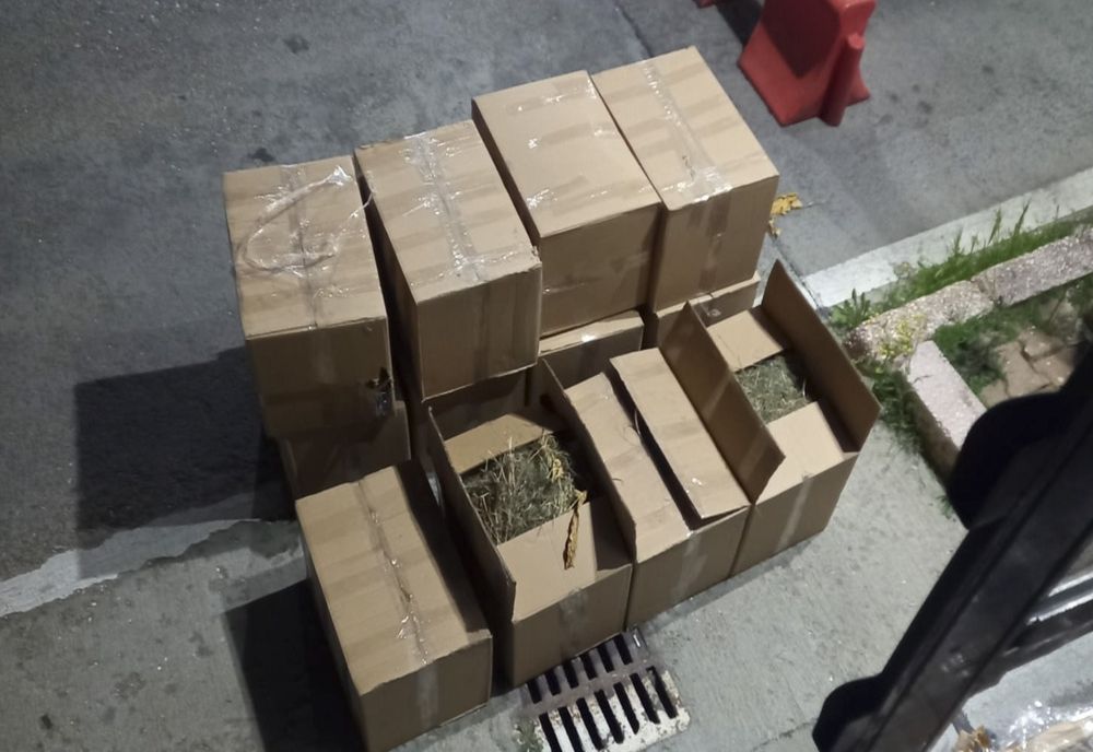 O jumătate de tonă de tutun vrac, descoperit la PTF Giurgiu