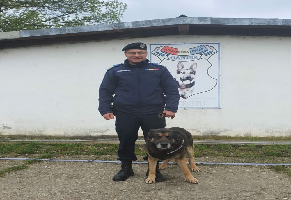 Câinele-jandarm Pam, alintat Figo, şi-a încheiat activitatea! Peste 500 de misiuni în slujba Jandarmeriei Giurgiu