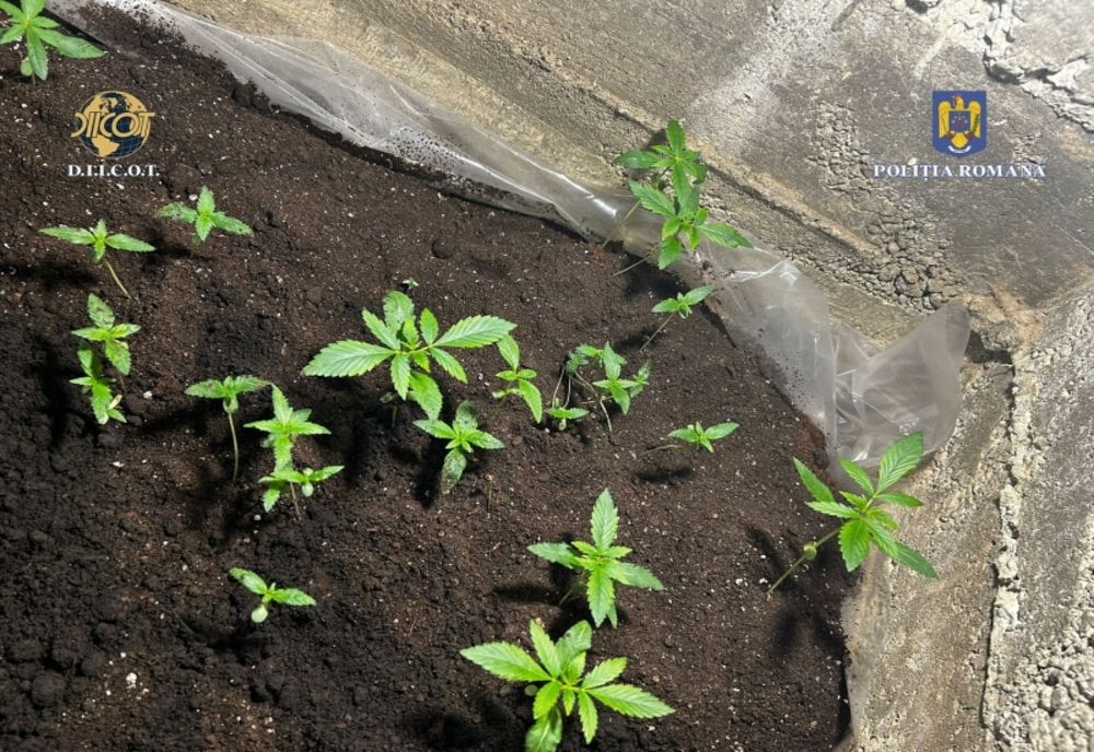 Cultură de cannabis, descoperită de poliţişti. Bărbat reţinut în urma percheziţiei