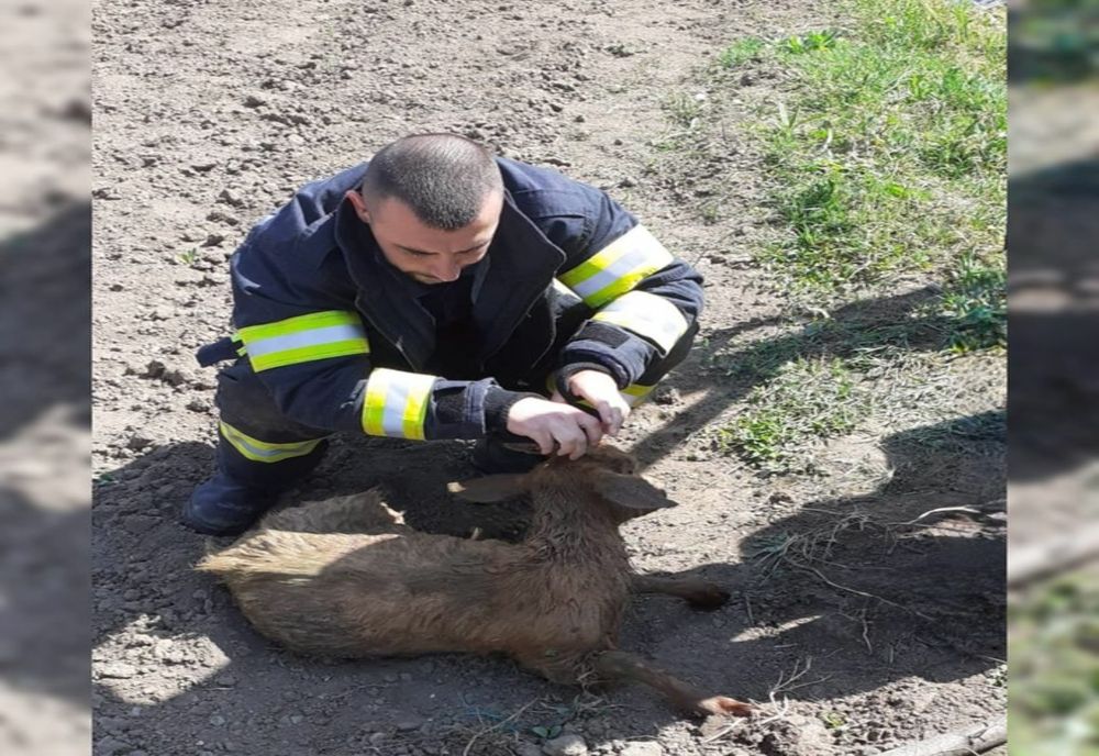 Giurgiu. Căpriţă salvată de pompieri după ce a căzut într-o fântână adâncă de 7 metri 