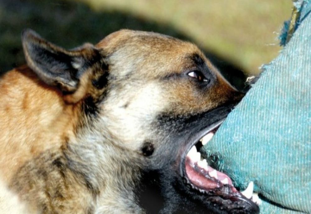 ALERTĂ MEDICALĂ: TOT MAI MULȚI PACIENȚI DIAGNOSTICAȚI CU RABIE