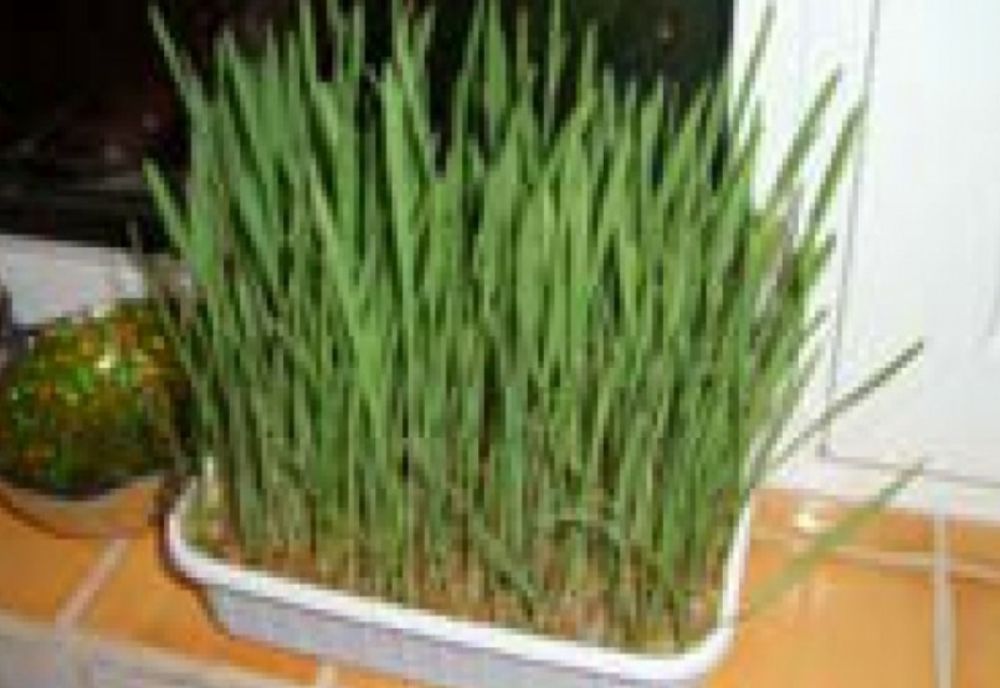 De ce trebuie pus grâu la încolțit de Sfântul Andrei. Ce spune tradiția, de fapt?