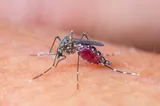 INSP: 11 cazuri de infecție cu virusul West Nile, confirmate în județul Giurgiu în 2026