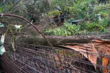 Furtuna a făcut pagube în Giurgiu. Stâlpi și copaci au căzut peste locuințe și carosabil