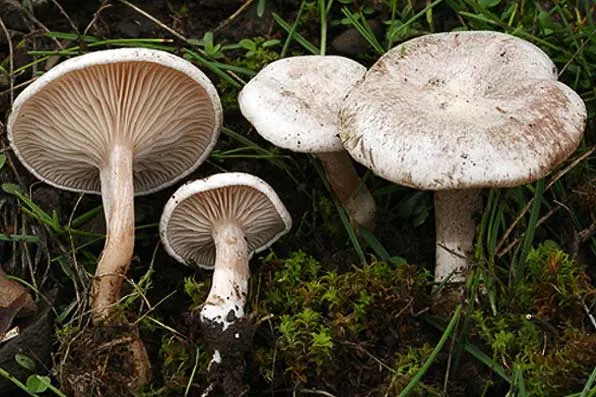 ciuperci1