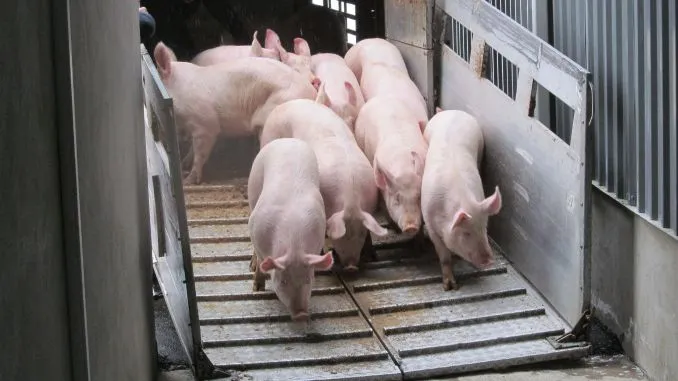 porci