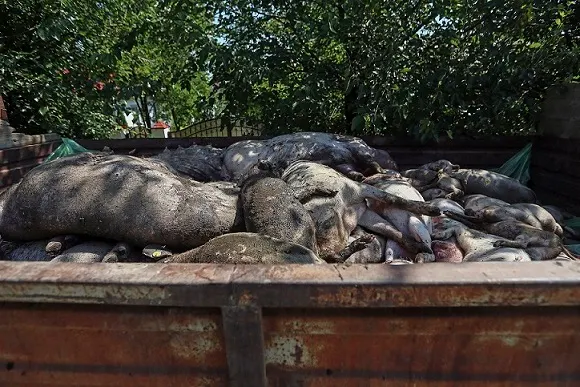 Porci-morti-pesta-1