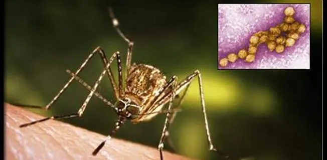 dinnouvictimewestnile-1538064808