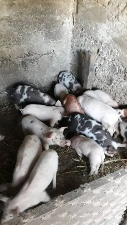 pesta porcină