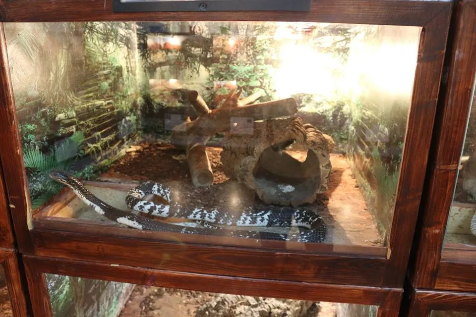 expozi'ie de reptile